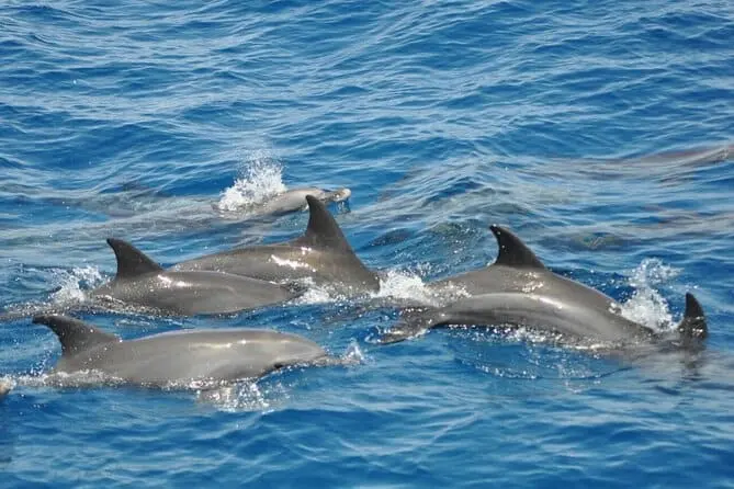 Can you see dolphins in Orange Bay